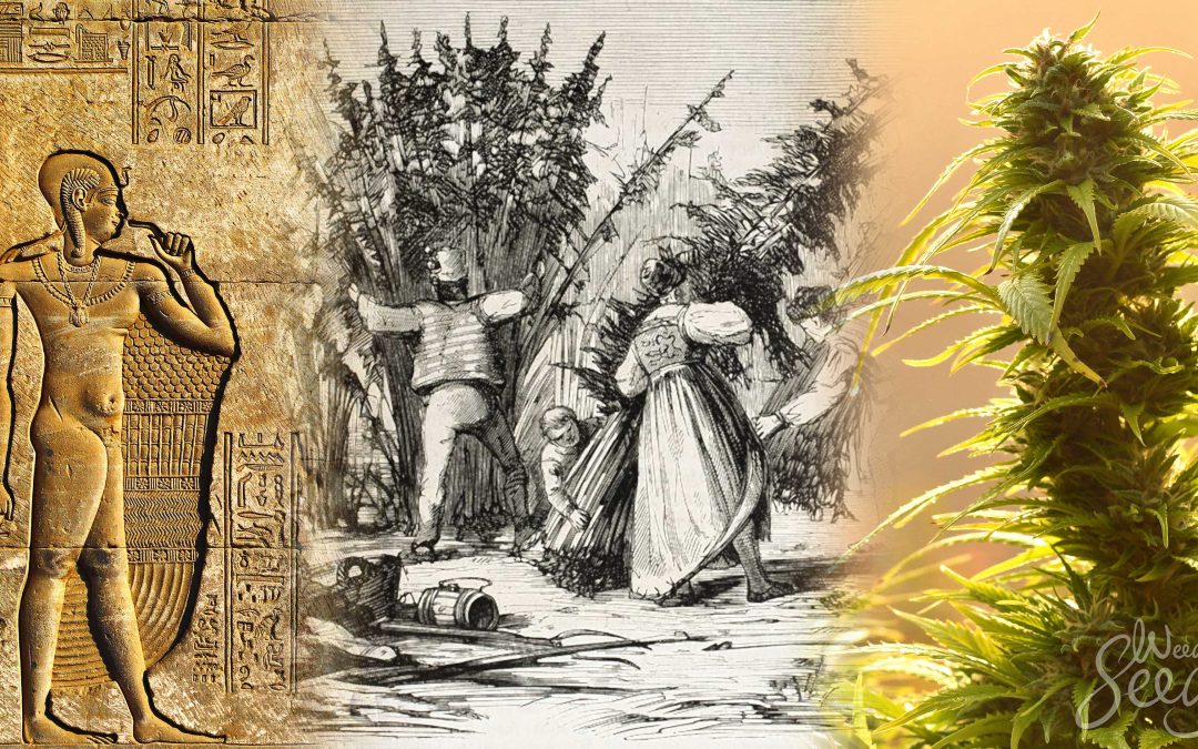 Cannabis Medicinal: Un Viaje a Través de la Historia 🌿