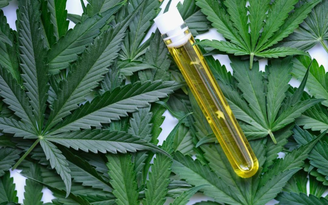 Cannabis Medicinal y la Enfermedad de Parkinson: Explorando una Prometedora Alianza Terapéutica