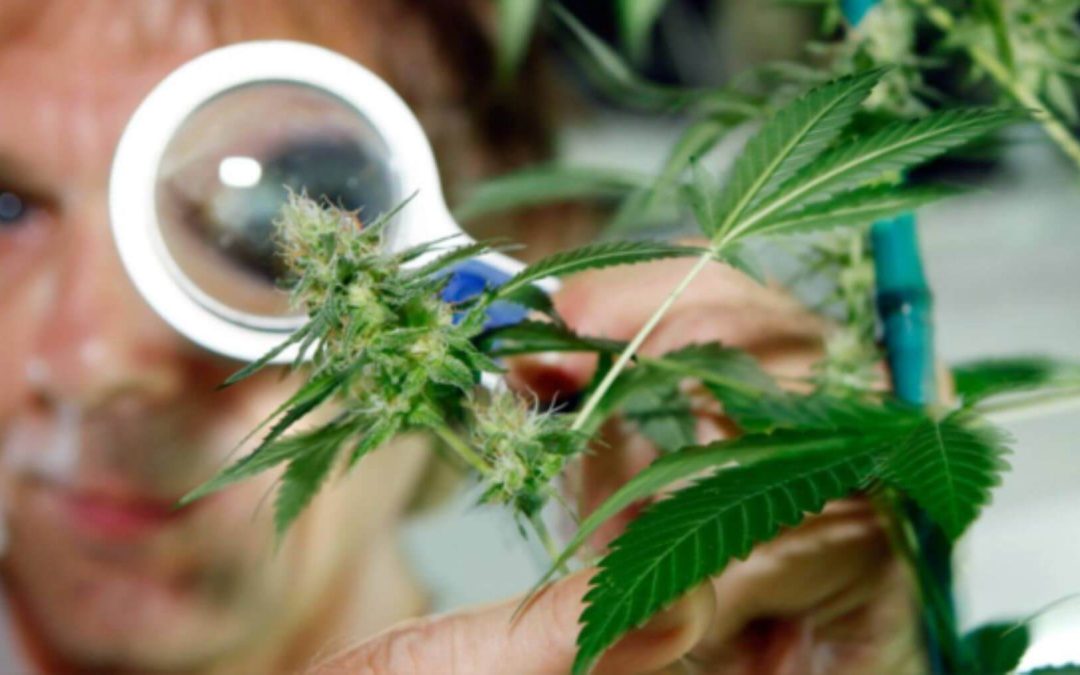 Descifrando el Cannabis Medicinal: Una Guía Completa para Entender Sus Beneficios