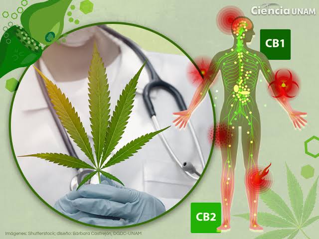 Cannabis Medicinal y Ganglios Inflamados: ¿Una Opción Natural para Aliviar la Inflamación?